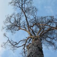 There is a Time for Everything