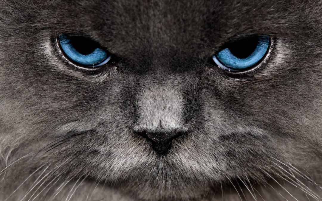 Listening Through the Anger