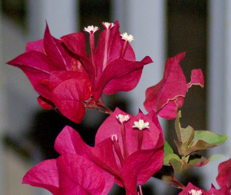 Musings on Mother’s Day