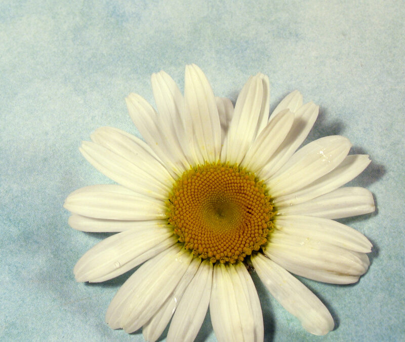 Thankful Thursday: Simple Answers