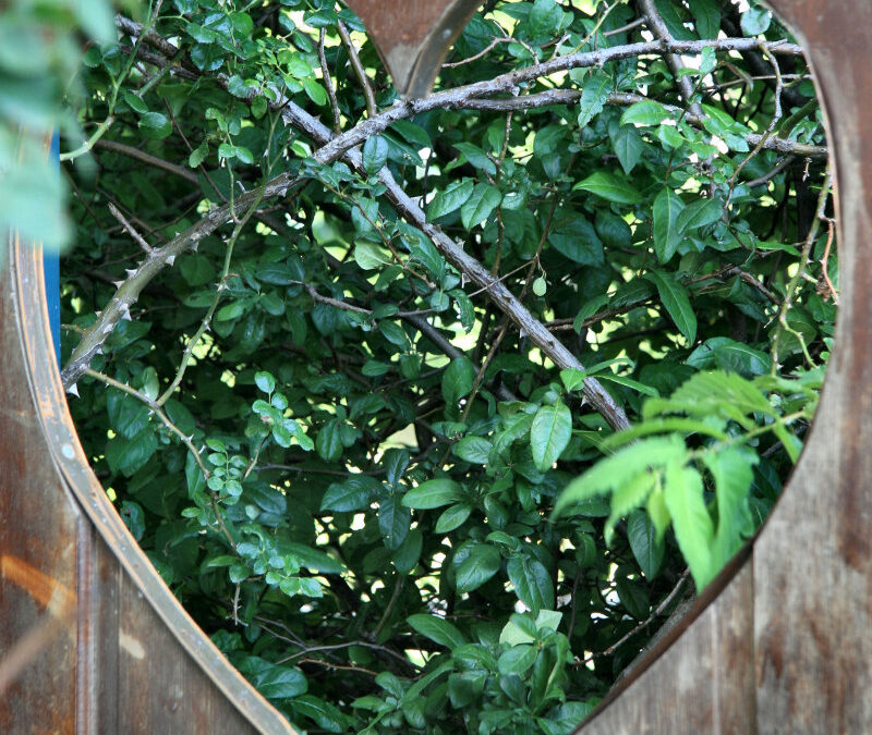 The Lord Looks at the Heart